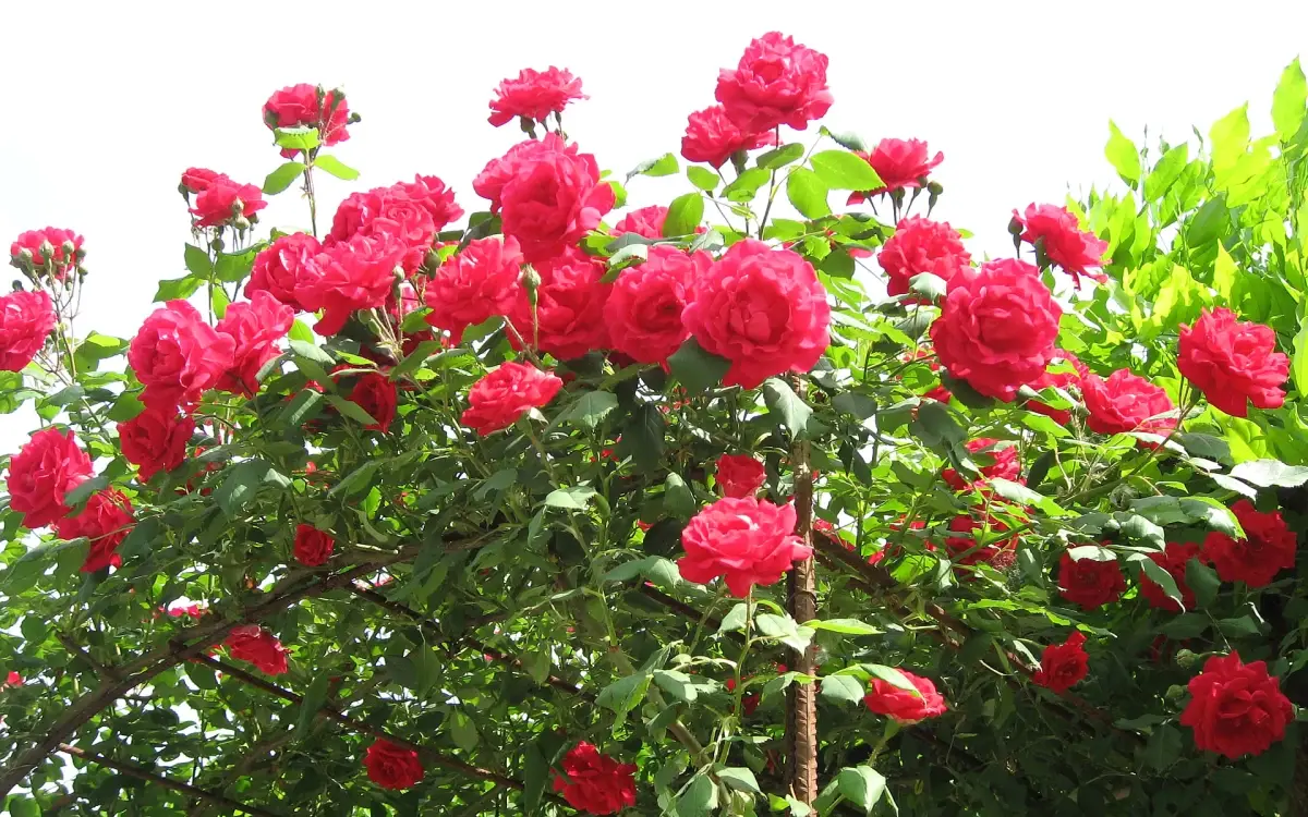 "Sevgililer Günü" Çiçek Talebini Patlattı