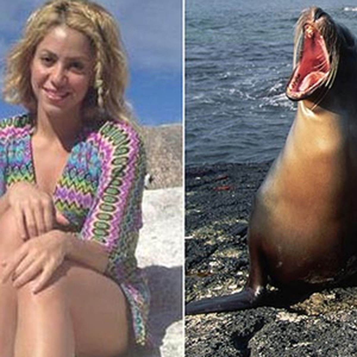 Shakira\'ya \'Denizaslanı\' Saldırdı!