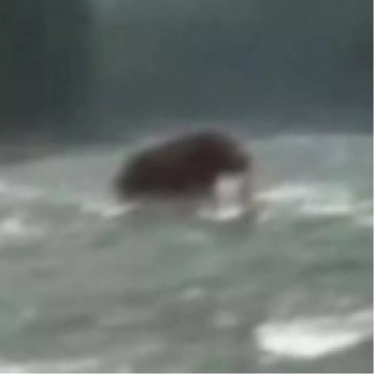 Sibirya\'da Tüylü Mamut Görüntülendi!