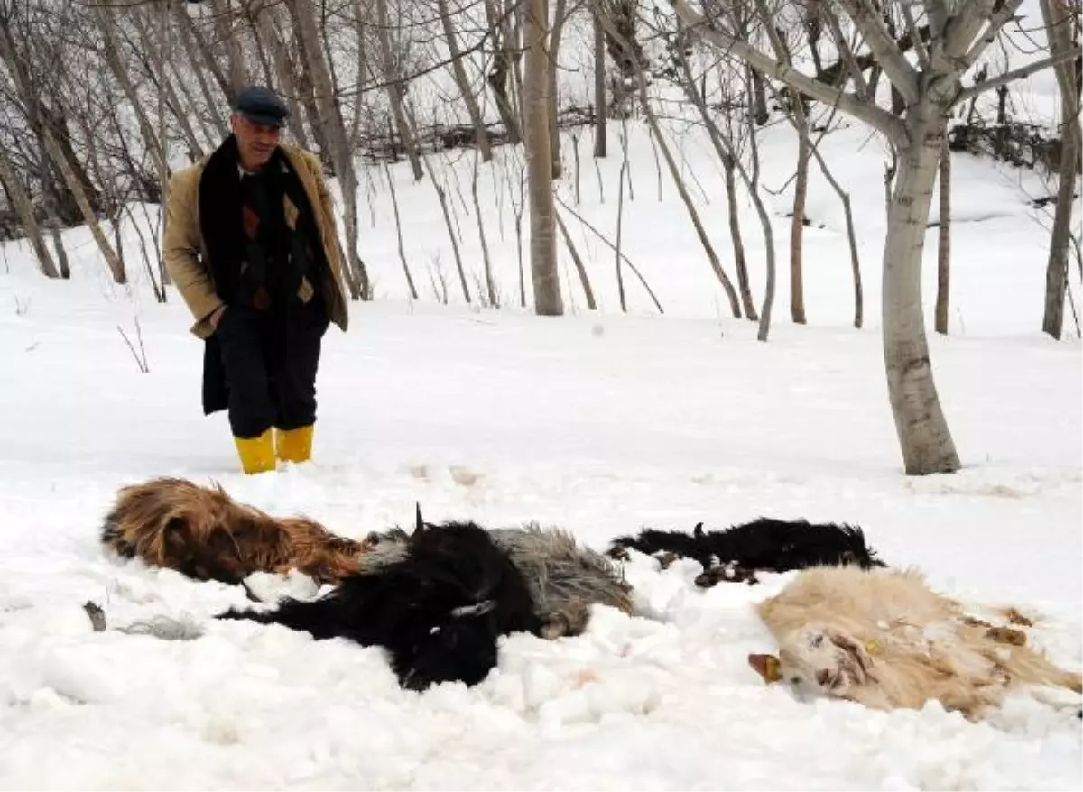 Yayla Yolu Kardan Kapandı, Keçiler Açlıktan Telef Oldu