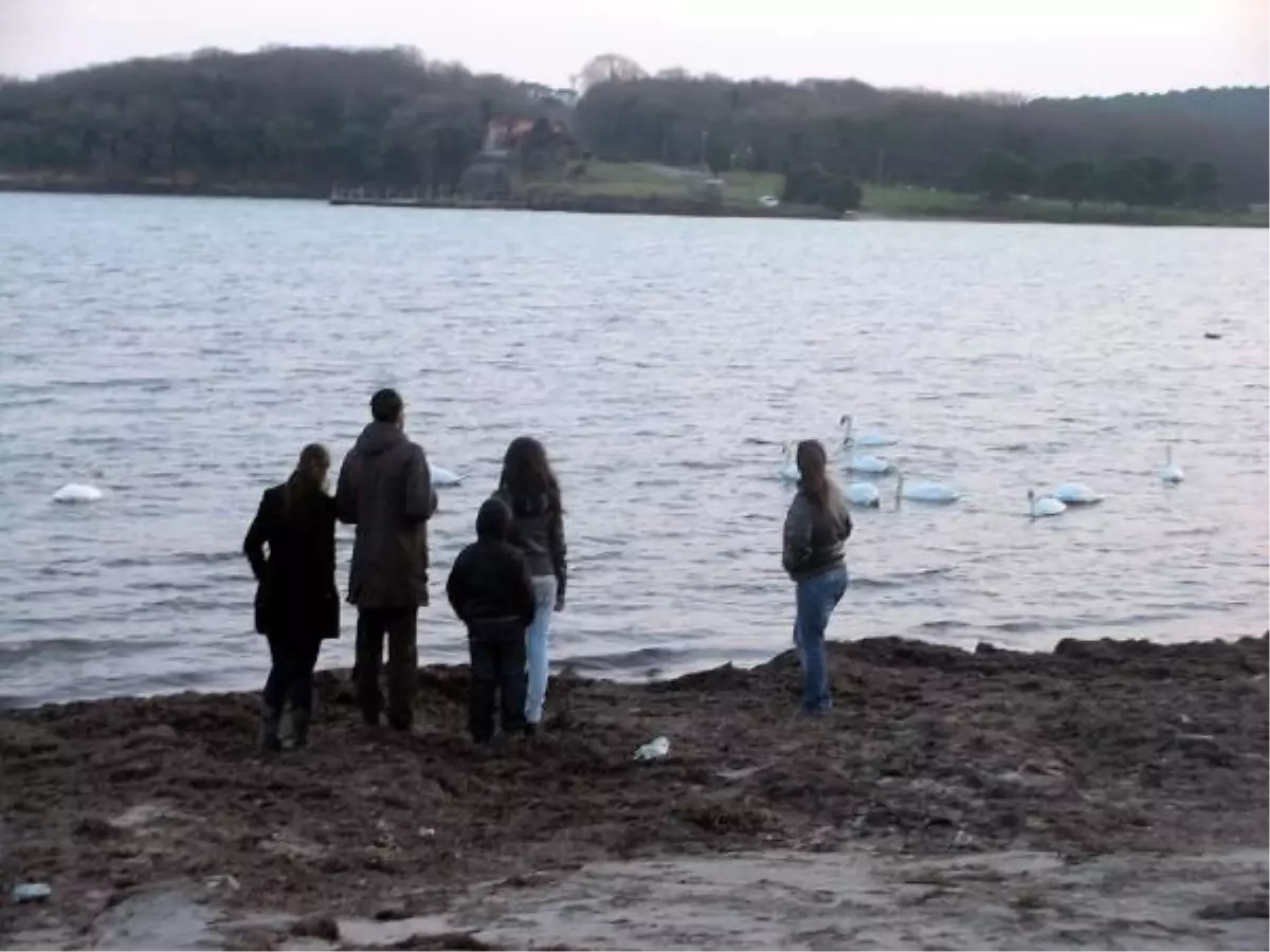 Göçmen Kuğulara 6 Ton Yem Verildi