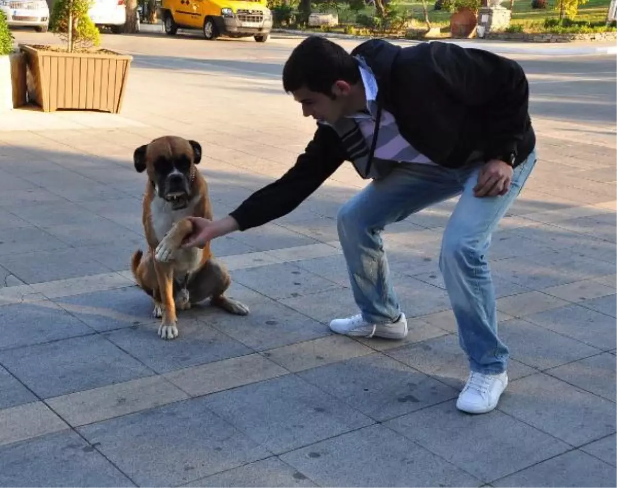Kayıp Köpeği Bulana 5 Bin Lira Ödül