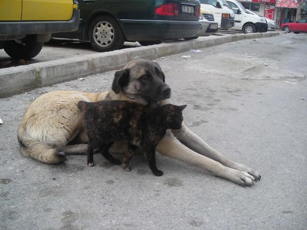 Kedi ve Köpeğin Şaşırtan Dostluğu
