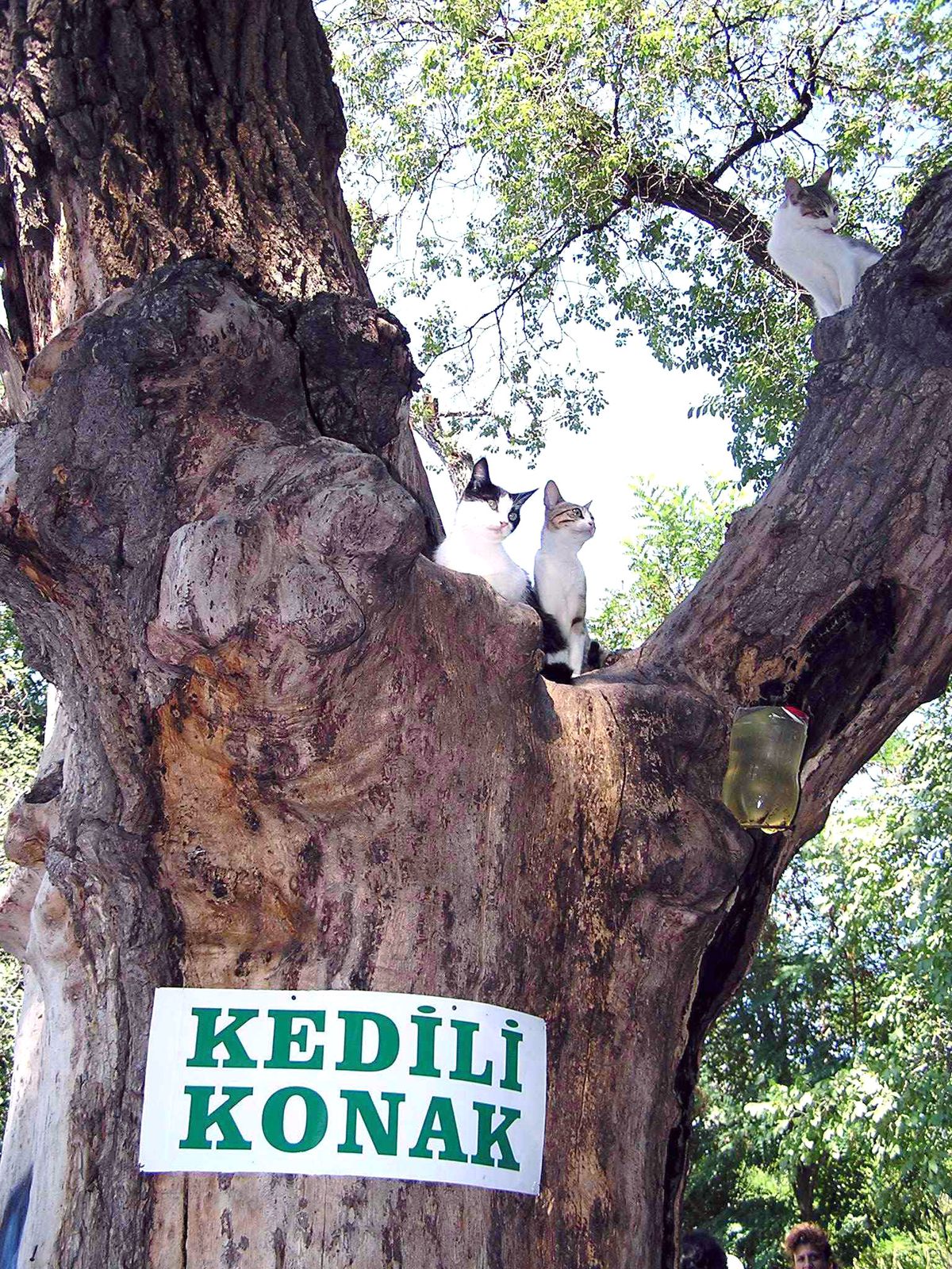 Kedili Konak Tarihe Karıştı