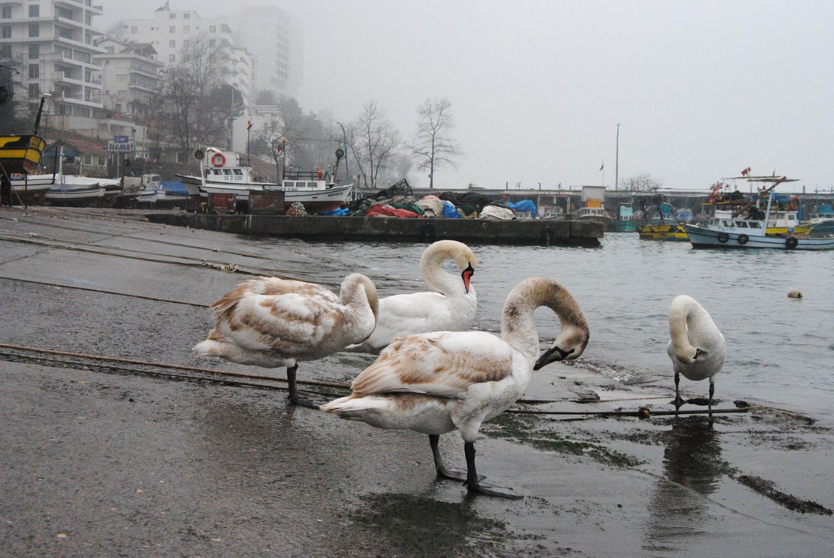 Kuğular Akçakoca\'da