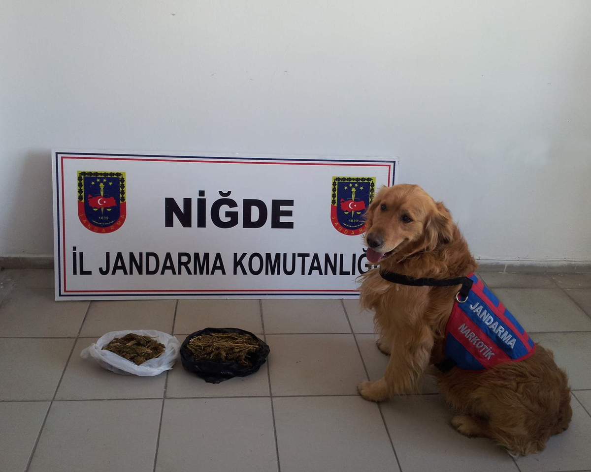 Uyuşturucular Narkotik Köpeği Güney\'den Kaçıramadı