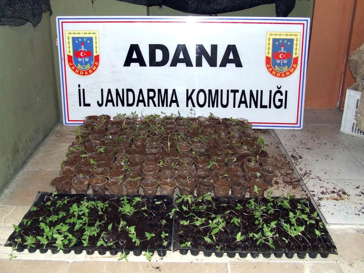 Adana\'da 5 Bin 317 Kök Kenevir Bitkisi Ele Geçirildi