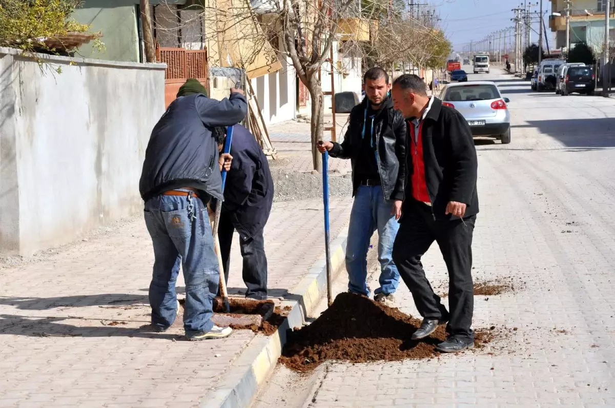 Belediye Ağaçlandırma Çalışmalarına Başladı
