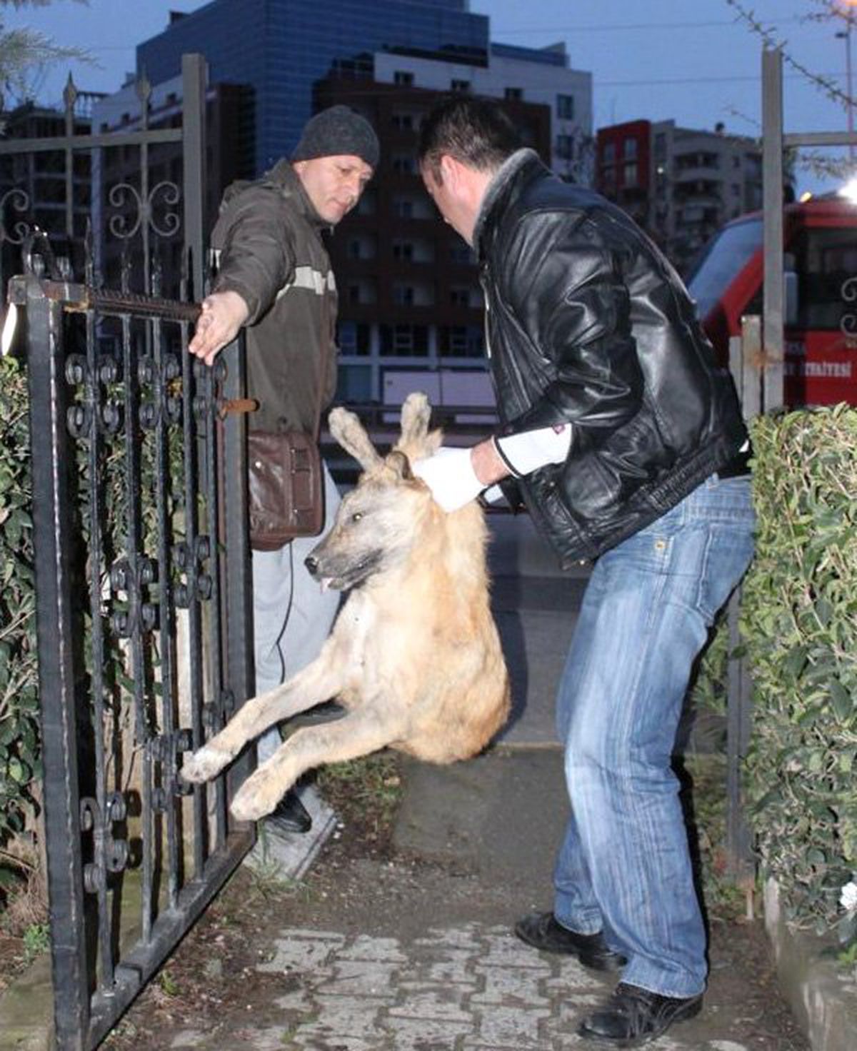 Bursa\'da Köpek Kurtarma Operasyonu
