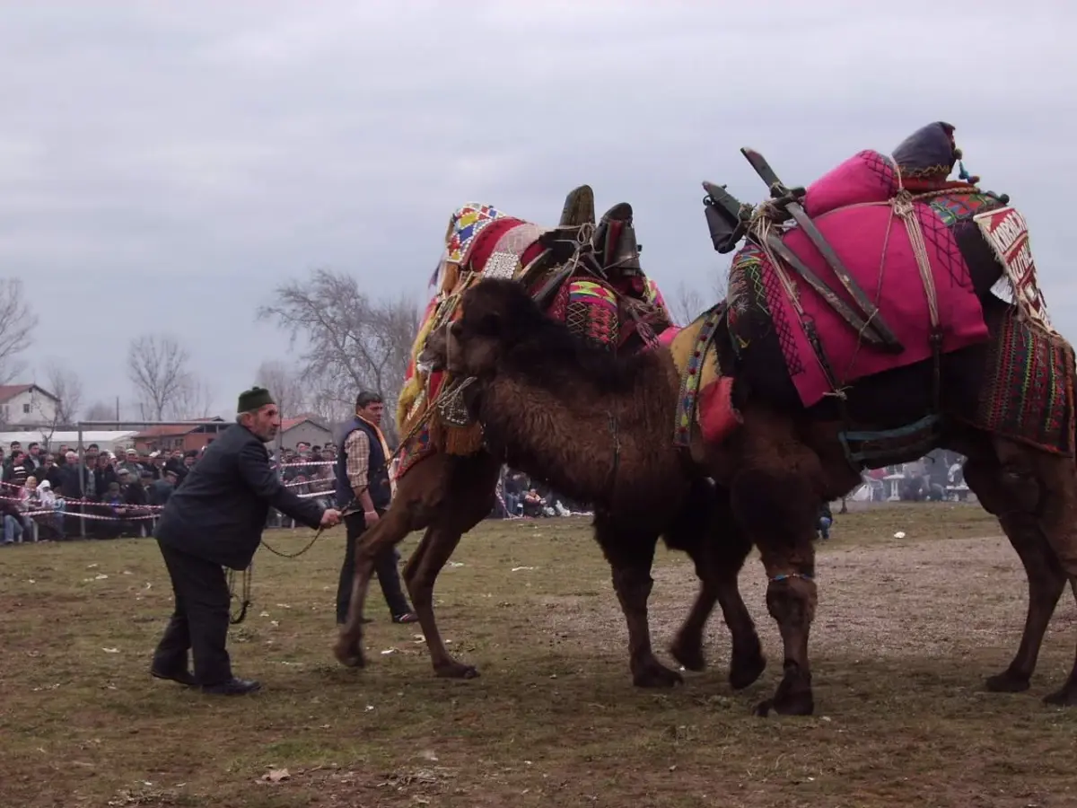 Büyükpaşa Köyü'nde Ücretsiz Deve Güreşi Düzenlenecek