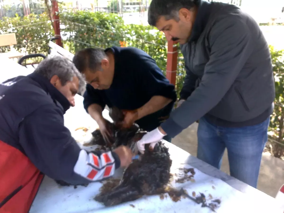 İtfaiyeden Köpek Operasyonu