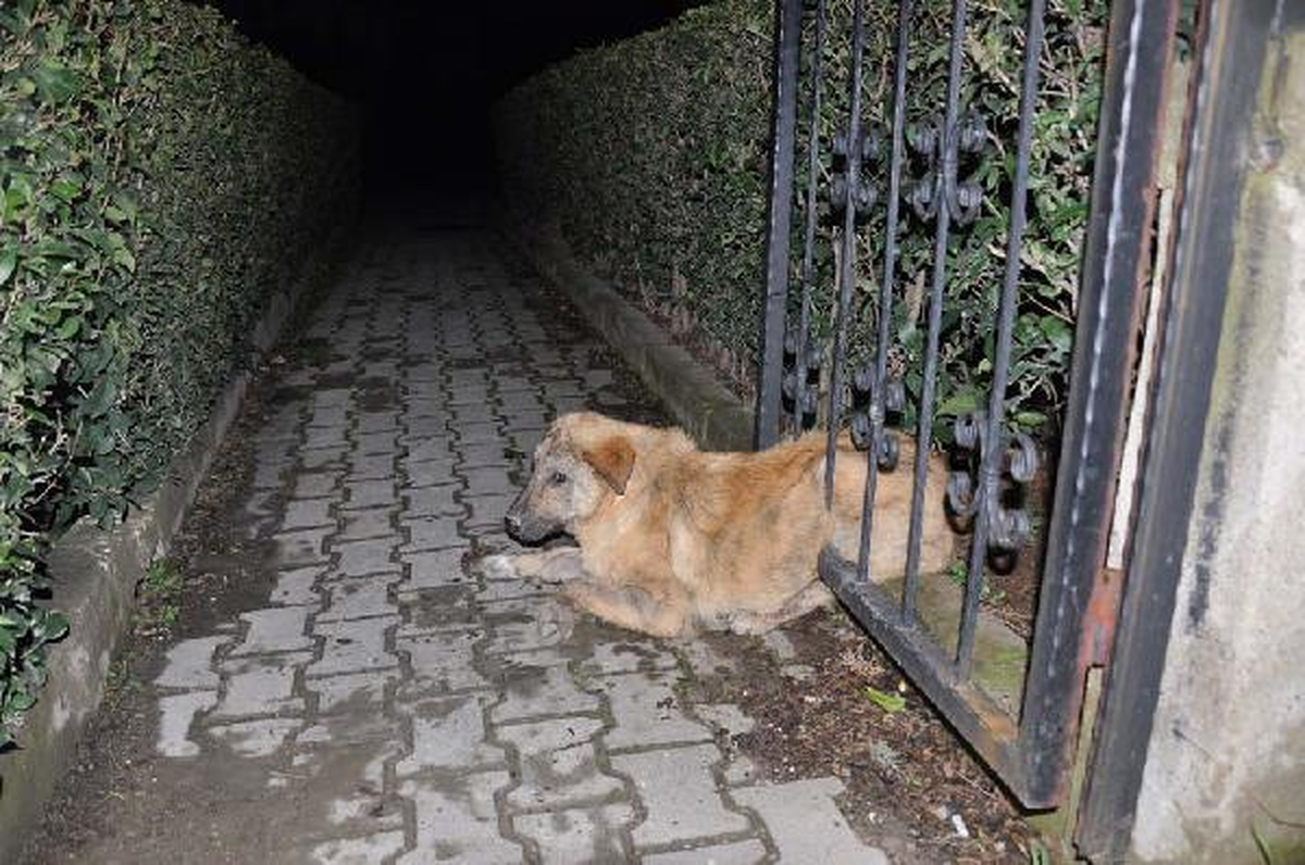 Kapıda Sıkışan Köpeği Demir Parmaklıkları Keserek Kurtardılar