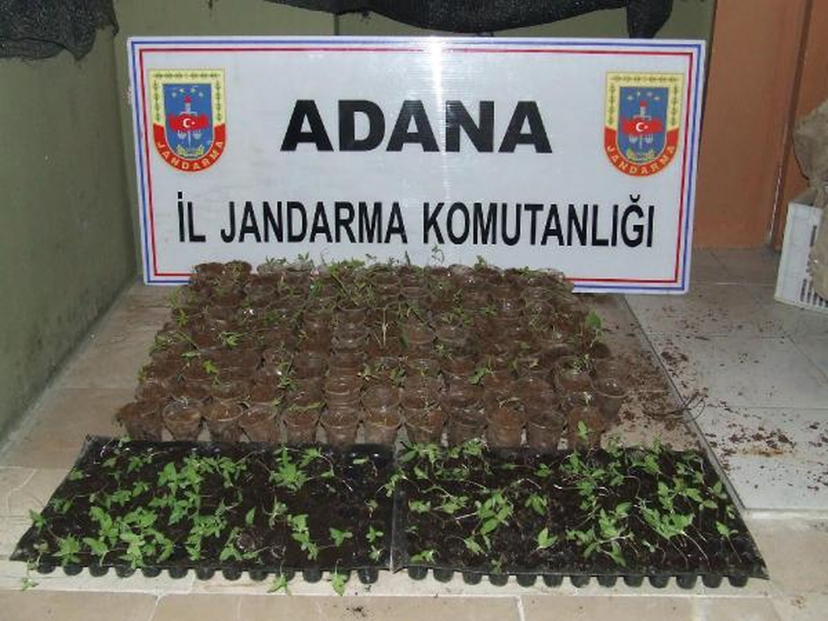 Kenevir Yetiştirilen Seraya Baskın