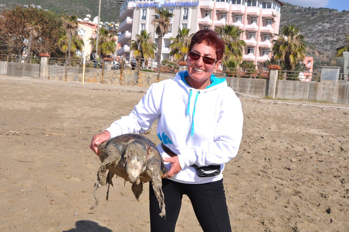 Ölü Caretta Caretta Sahile Vurdu