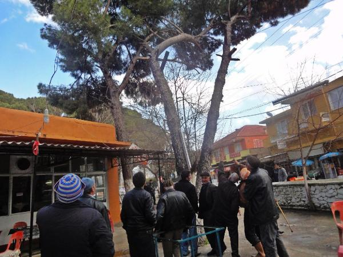 'Uçan Tavuğun' Sırrı Çözüldü