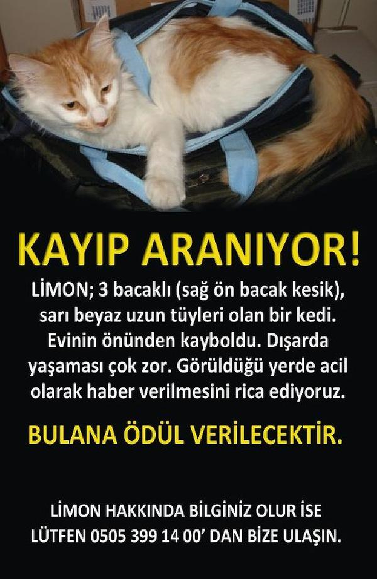 Doktor, Kayıp Kedisini Bulana Bin Lira Ödül Verecek