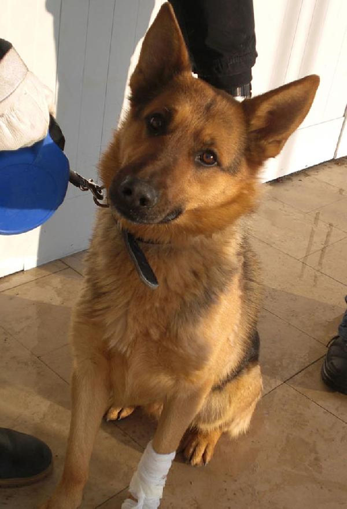 Okul Bahçesindeki Köpeği Yaralayan 7 Öğrenciye 3 Gün Okuldan Uzaklaştırma