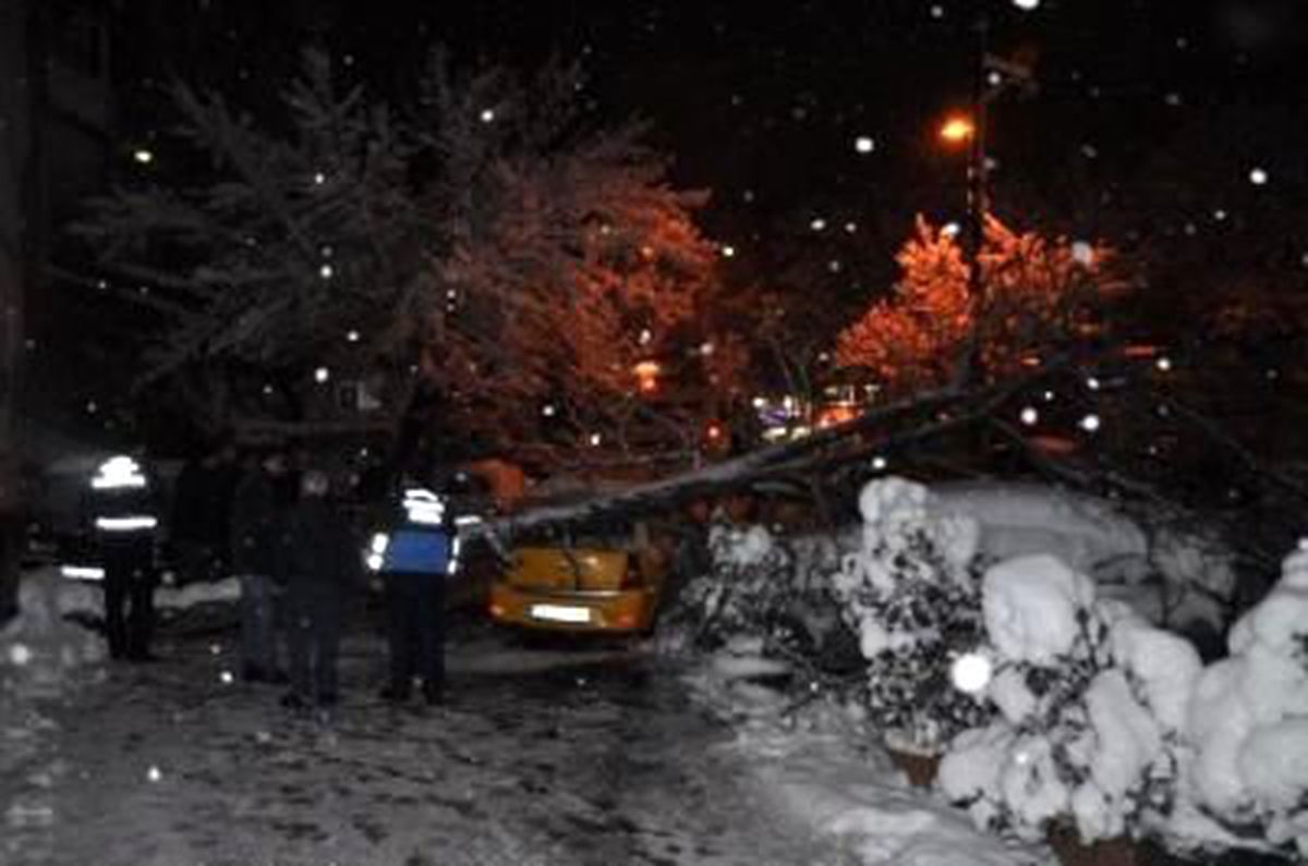10 Metrelik Ağaç Kara Dayanamadı