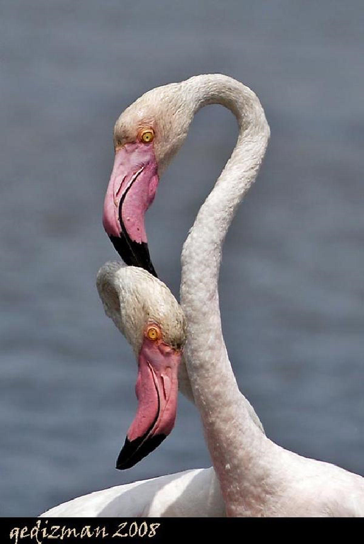 Flamingolara Dünyanın Üçüncü Büyük Aşk Adası