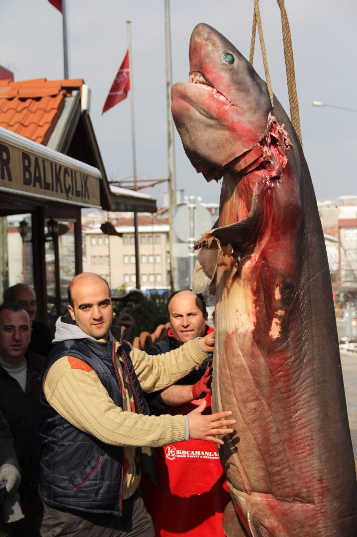 Hamsi İçin Denize Açıldılar, Dev Jaws Yakaladılar