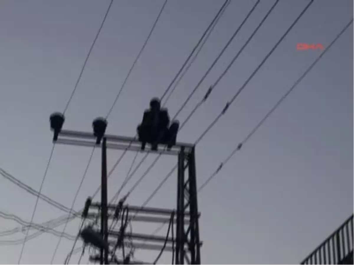 Heyecan Olsun Diye Elektrik Direğine Çıktı
