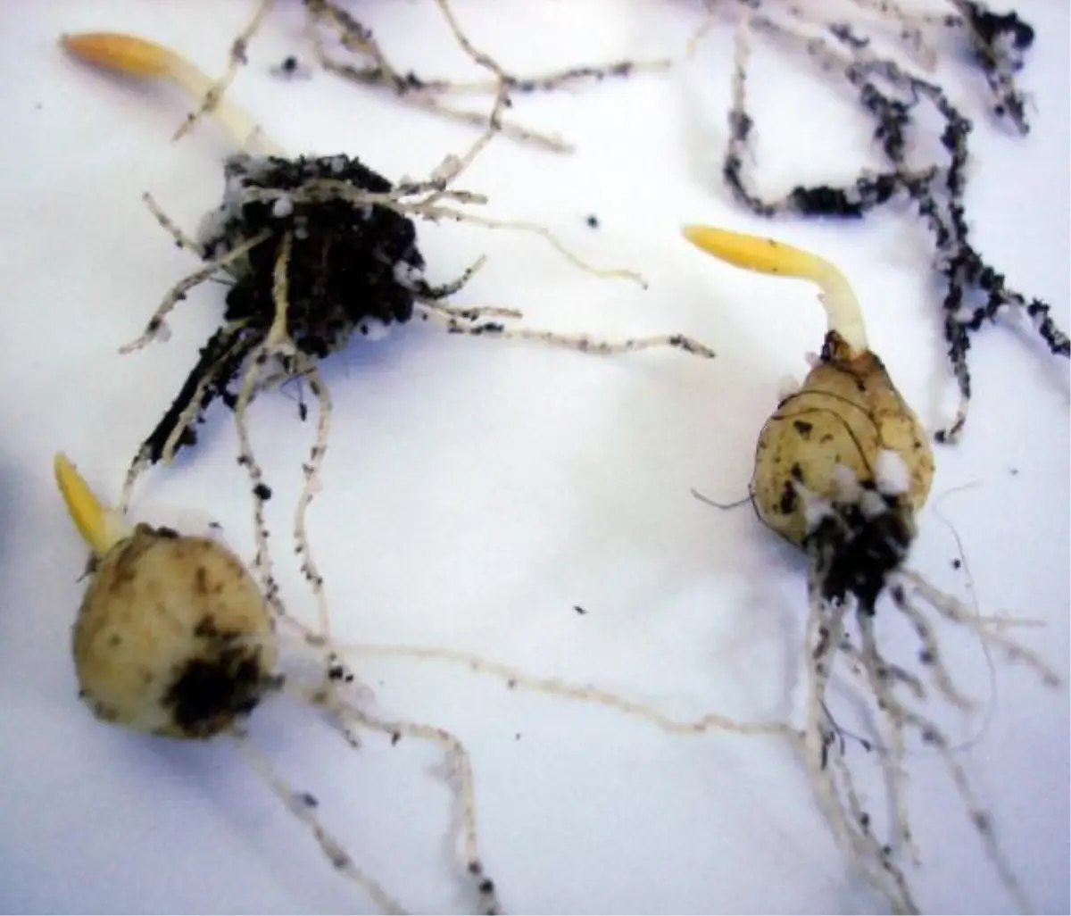 Kaçırılmak İstenen 57 Ters Lalele Soğanı Ana Vatanında