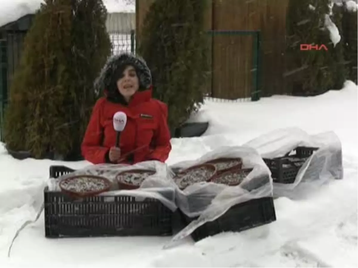 Kaçırılmak İstenen 57 Ters Lale Soğanı Ana Vatanında