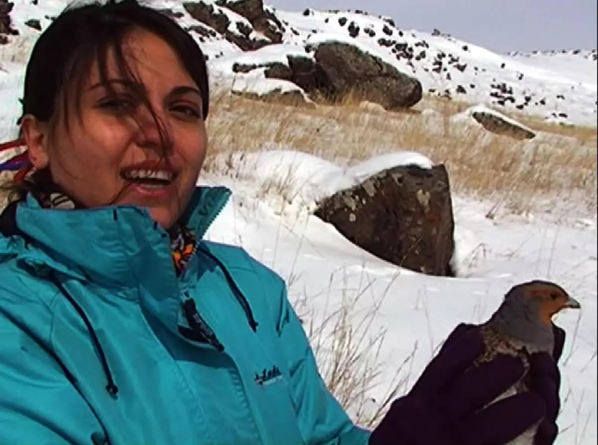 Kars\'ta Yaralı Çil Keklikler İyleştirildikten Sonra Doğaya Bırakıldı