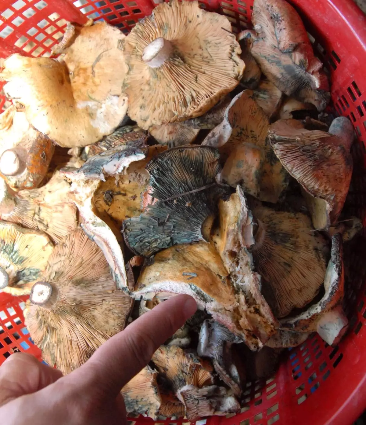 Mantar Zehirlenmelerine Dikkat