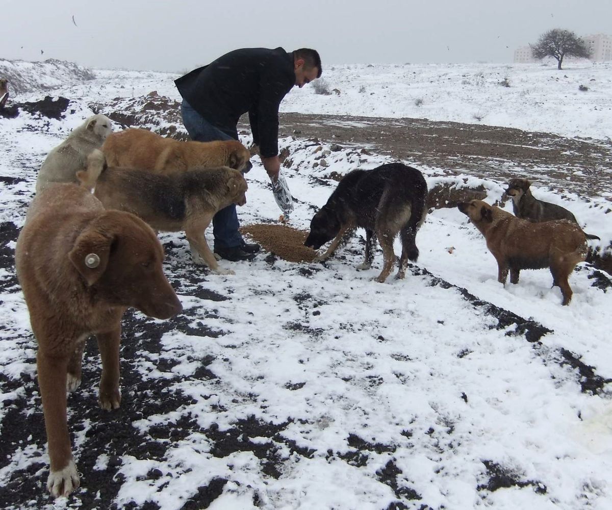 Gebze\'de Sokak Köpeklerine Şefkat Eli