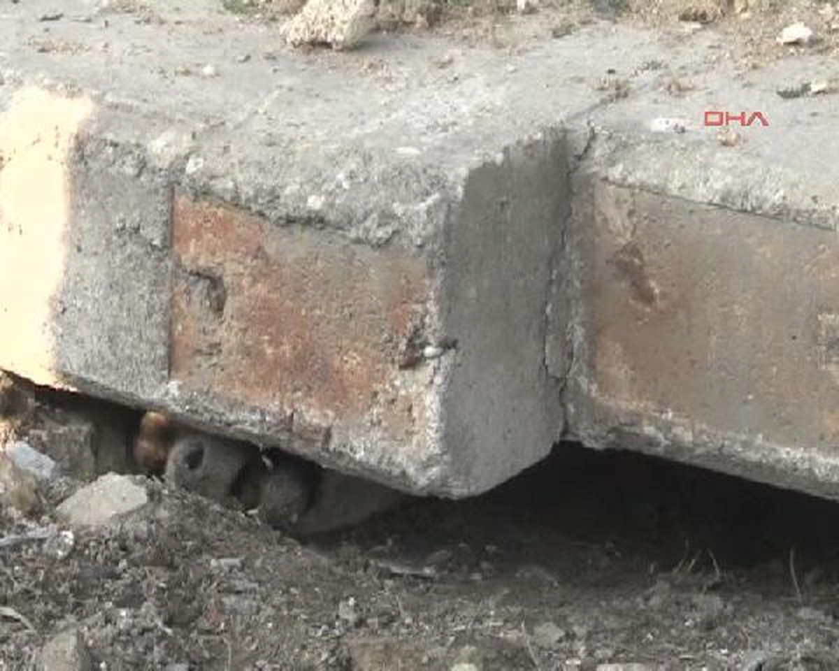 Köpek Kurtarma Operasyonu