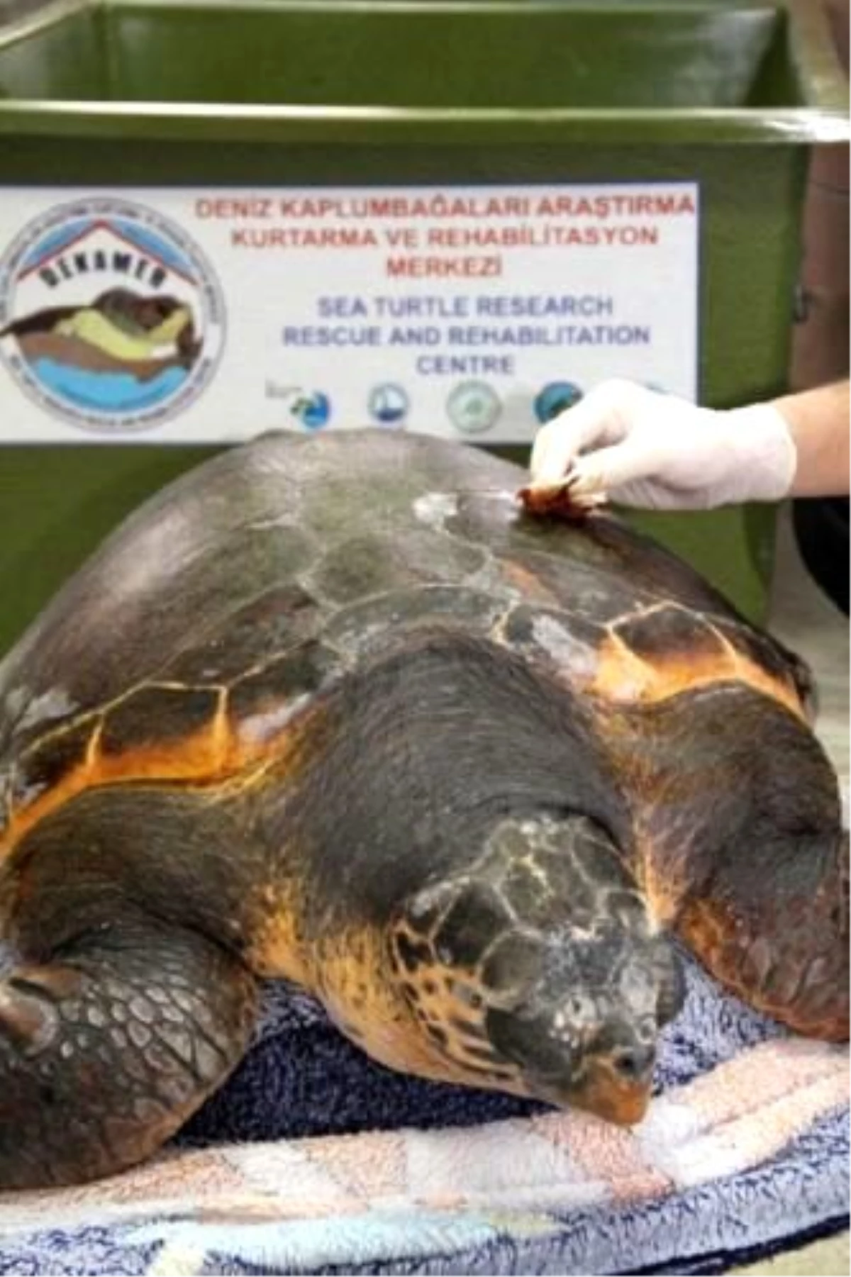 Kumsalda Yaralı Bulunan Deniz Kaplumbağası Tedaviye Alındı