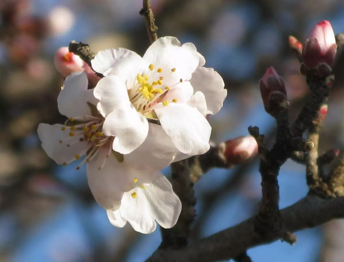Araban Ovasında Badem Ağacı Çiçek Açtı