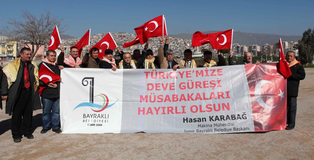Bayraklı Deve Güreşleri İçin Hazırlanıyor