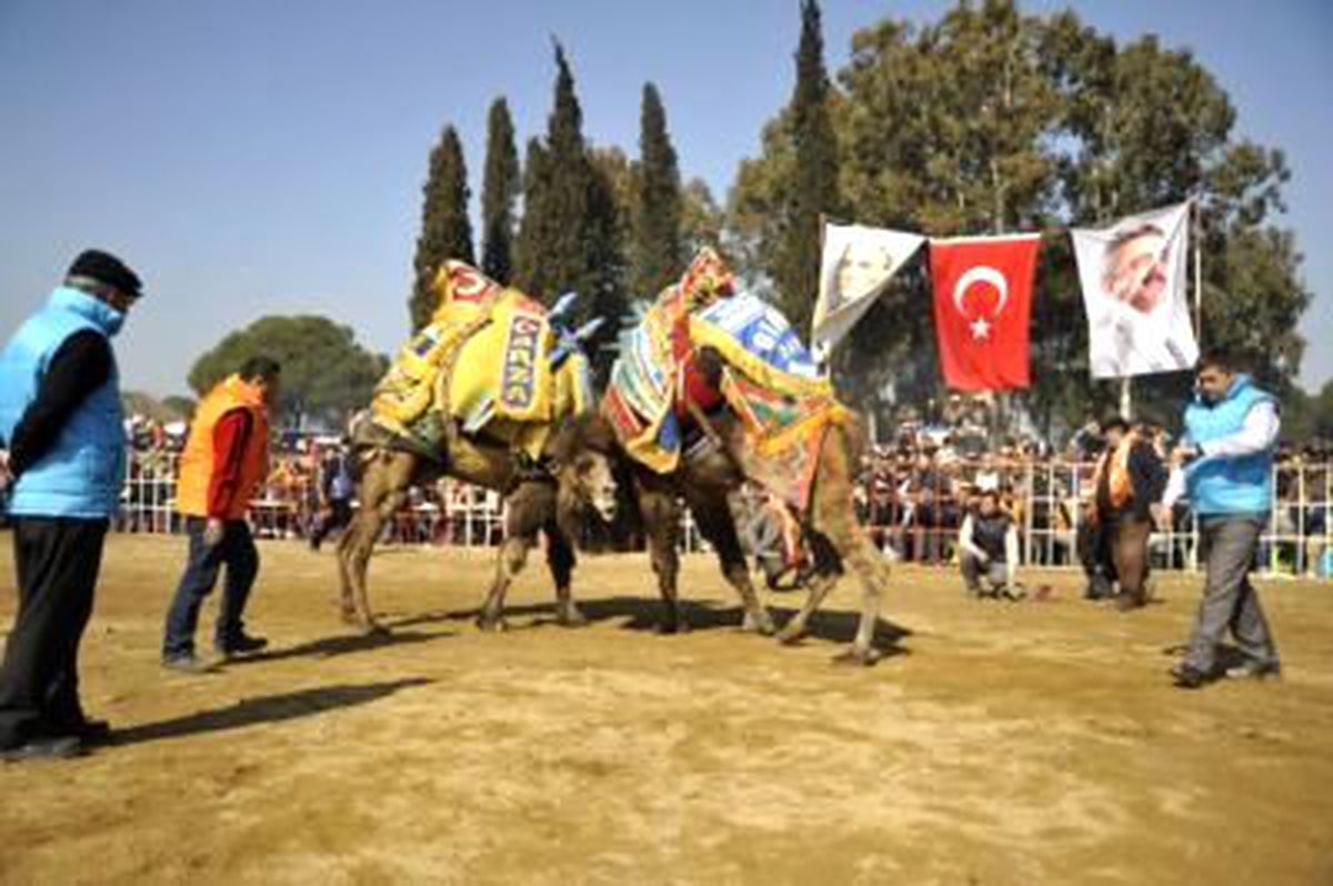 Develer Güreşti, Yörükler Eğlendi