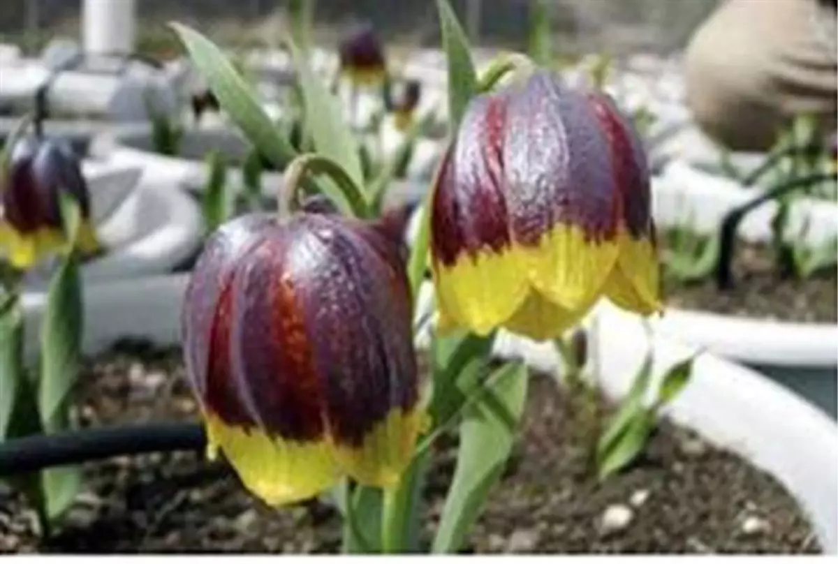 Dünya\'da Çok Nadir Olarak Bulunan Endemik Ters Lale\'ler Atatürk Üniversitesi\'nde Üretilmeye Başlandı