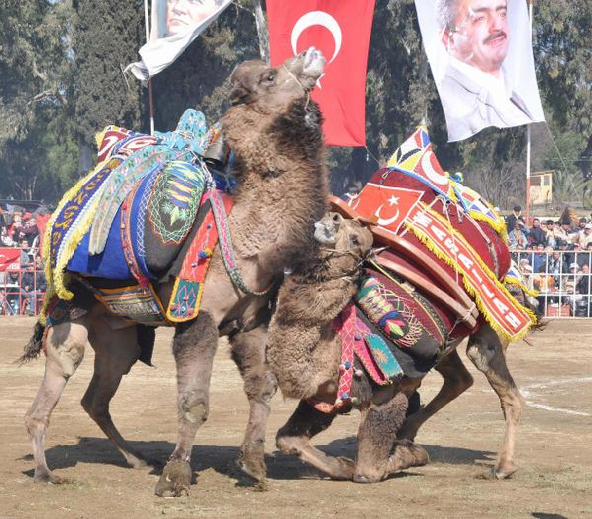 Kızgın Deve Kaymakama Saldırdı