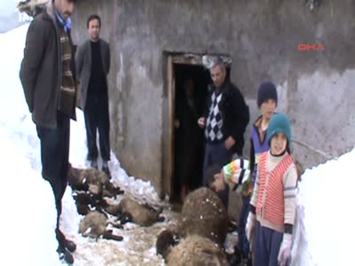 Kurtlar Beldeye İndi