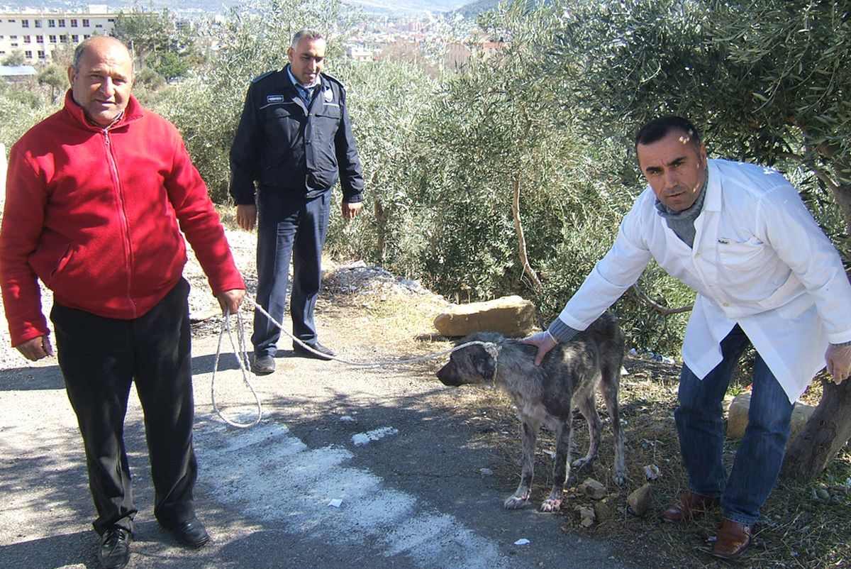 Sokak Hayvanlarına Belediye Sahip Çıktı