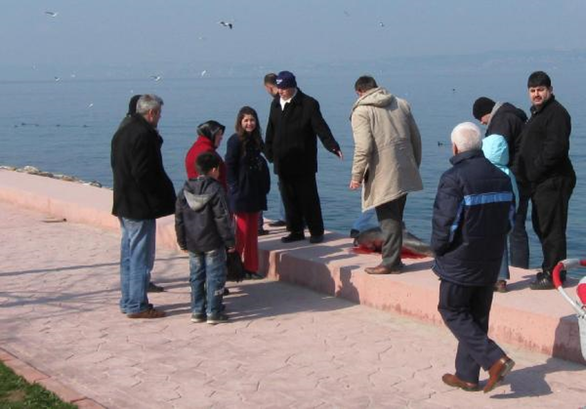 Vapur Pervanesinin Çarptığı Yunus Öldü