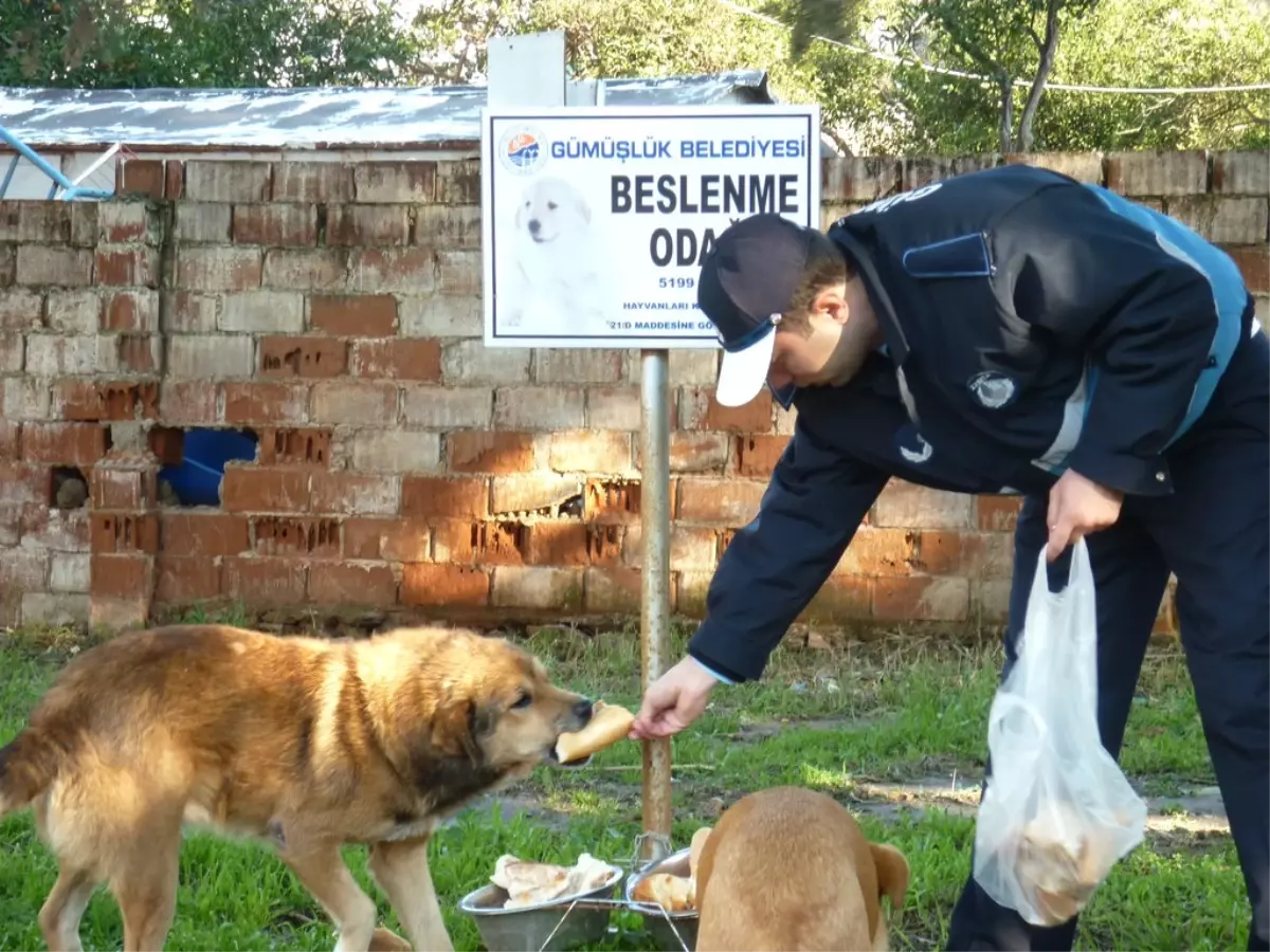 Gümüşlük'de Ekmekler İsraf Edilmiyor