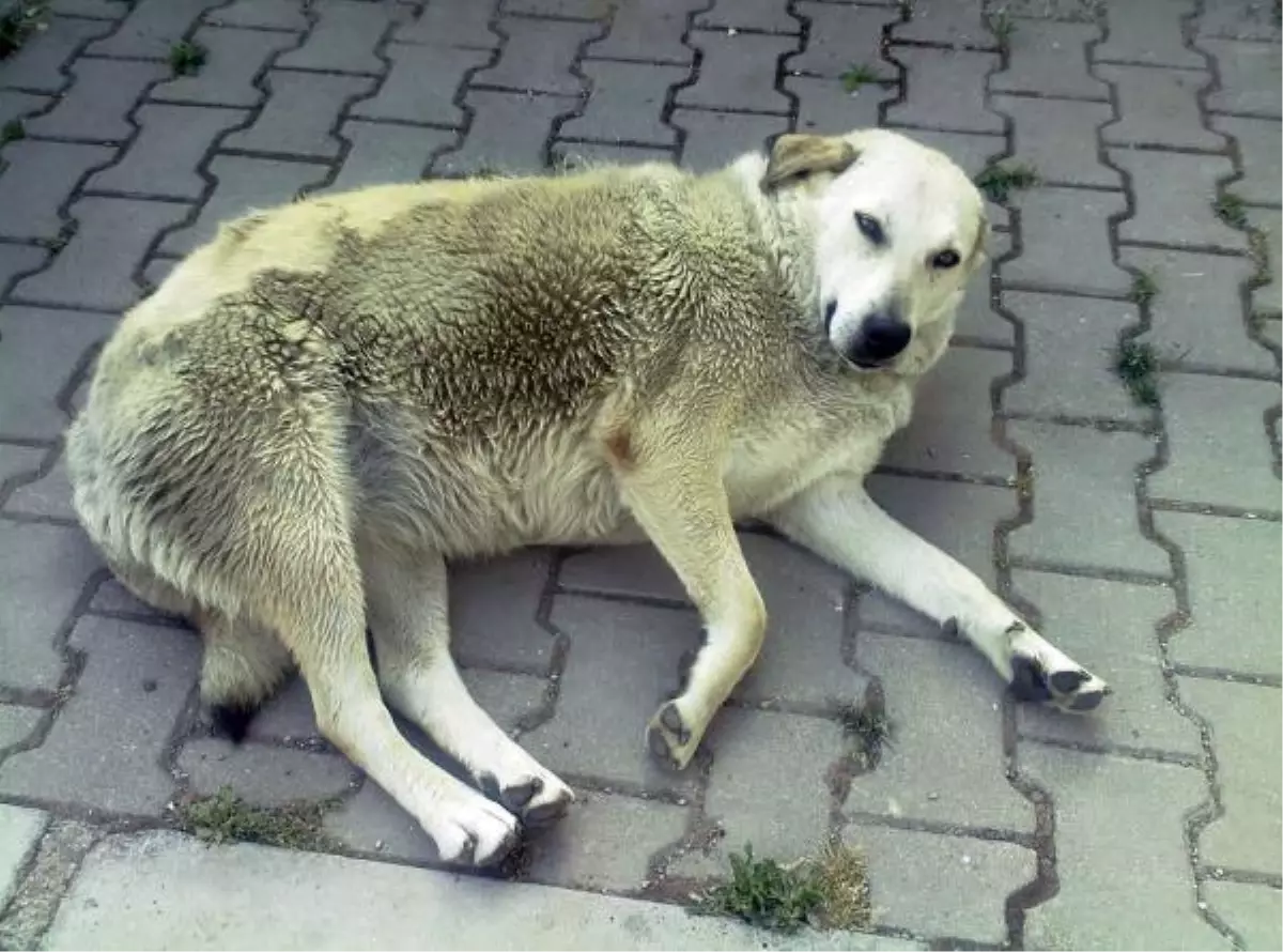 Hayvana Şiddet TCK Kapsamına Alınsın