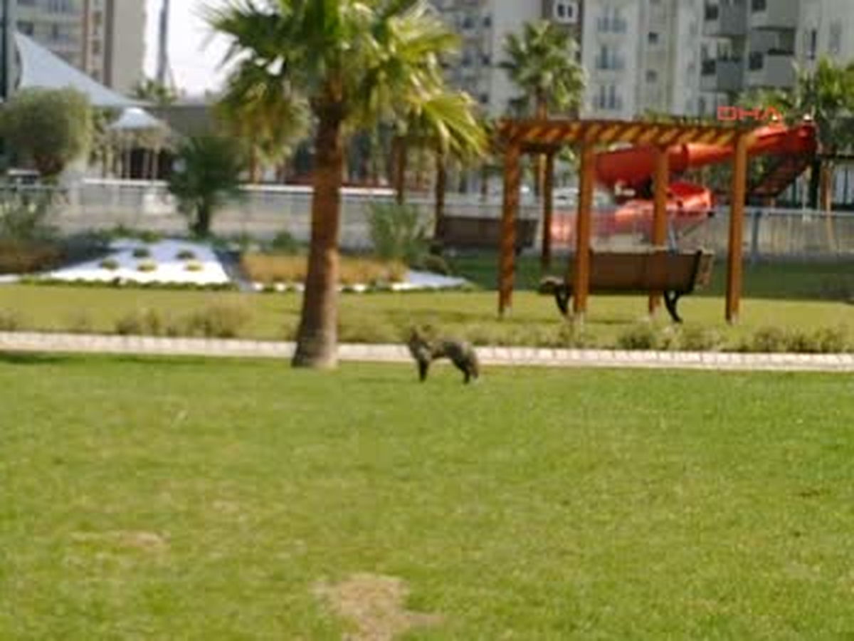 İzmir\'e Tilki İndi