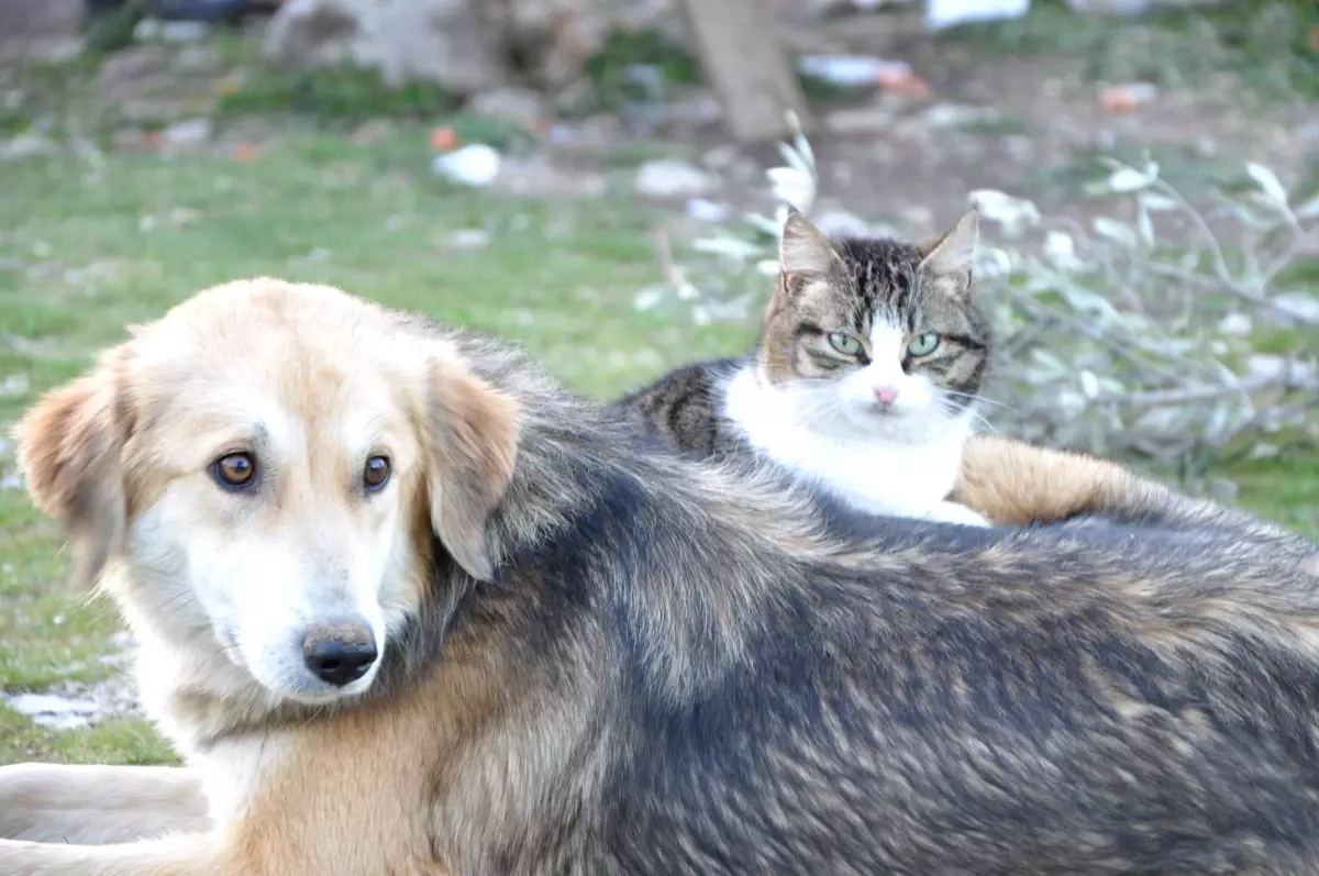 Kedi ve Köpeğin İmrenilecek Dostluğu