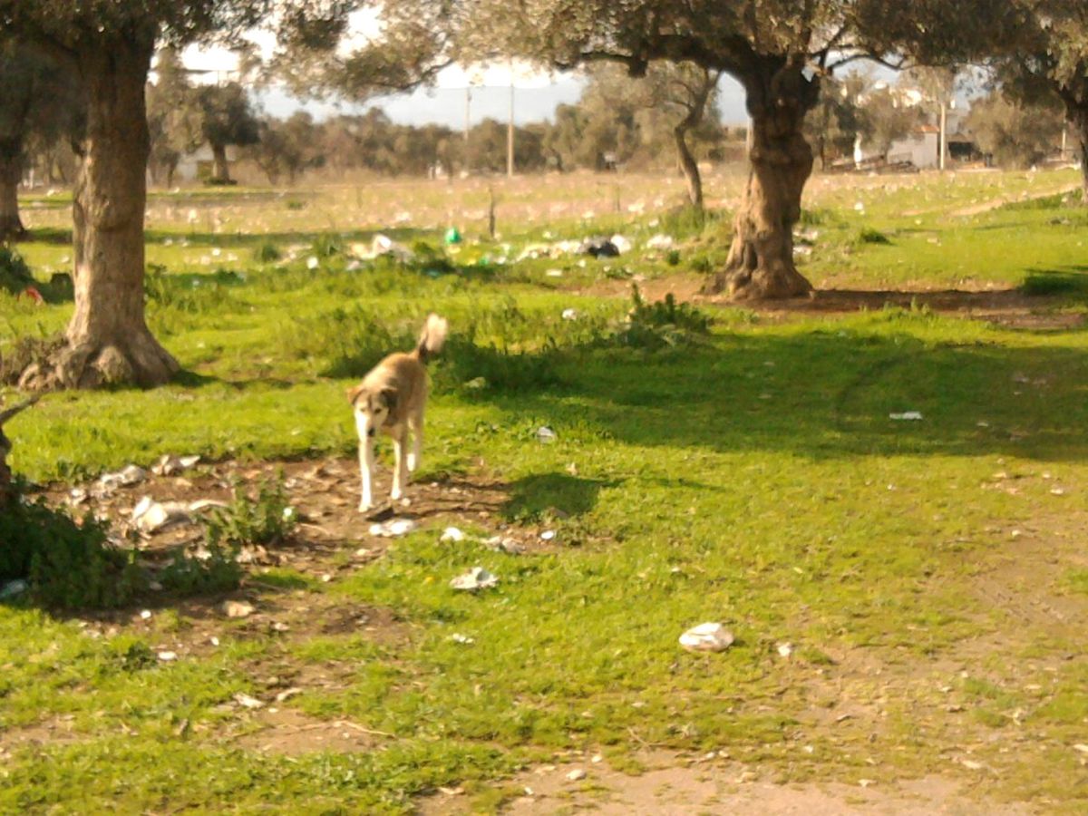 Köyde Köpek Dehşeti