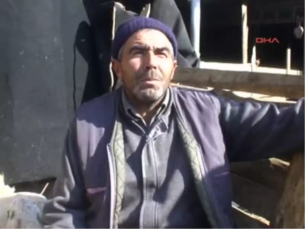 Niğde\'de Koyun Altız Doğurdu