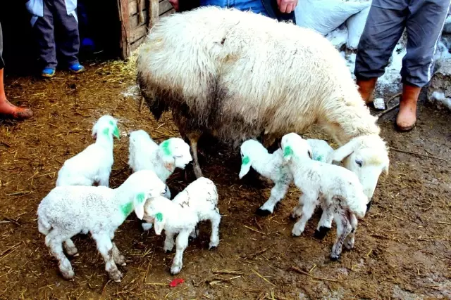 Niğde'de Koyun Altız Doğurdu - Son Dakika