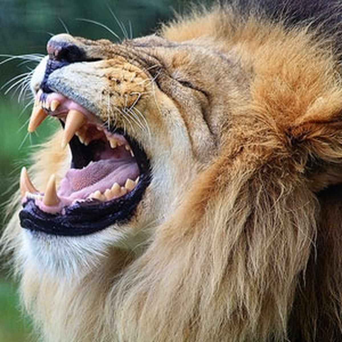 Nijerya\'da Aslan İki Çobanı Öldürdü