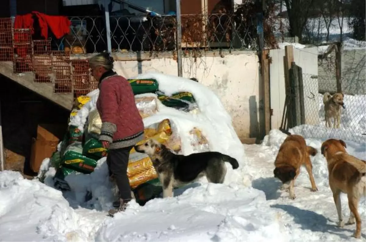 Şikayet Ettiği Barınağa Köpekleri Götürülmek İstendi