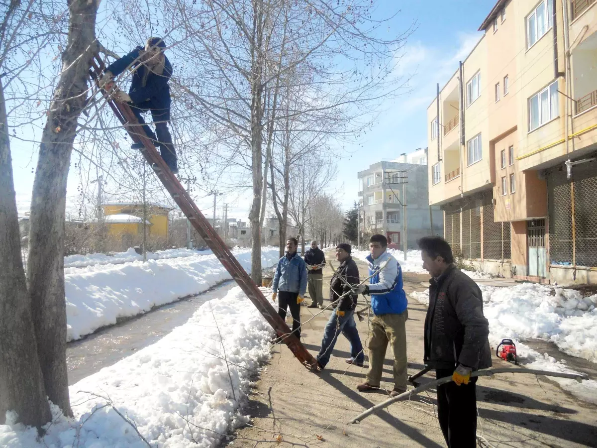 Belediye Ağaçları Budamaya Başladı